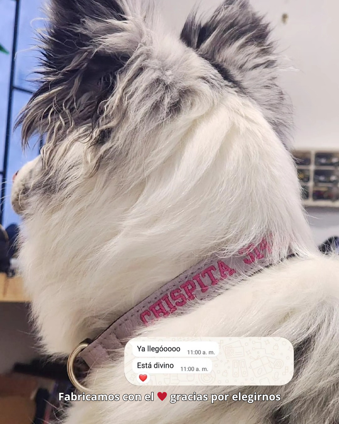 testimonio collar